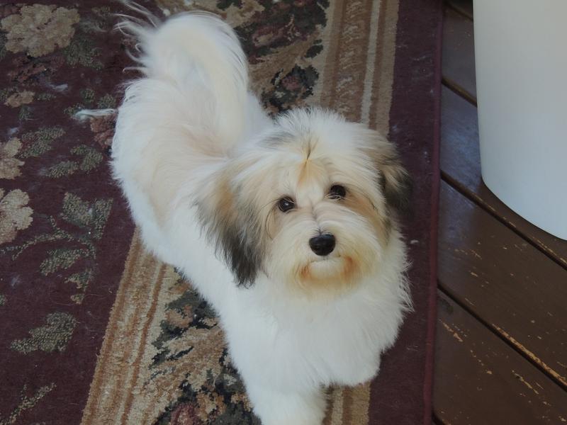 los perritos havanese reviews nc havanese puppies for sale los perritos havanese reviews nc havanese puppies for sale