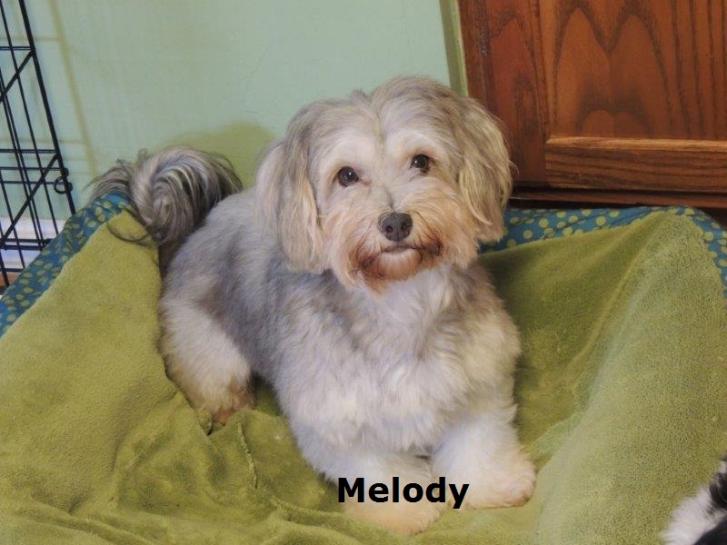 havanese puppies for sale nc nc havanese puppies for sale havanese puppies for sale nc nc havanese puppies for sale