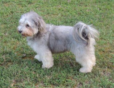 los perritos havanese reviews nc havanese puppies for sale los perritos havanese reviews nc havanese puppies for sale